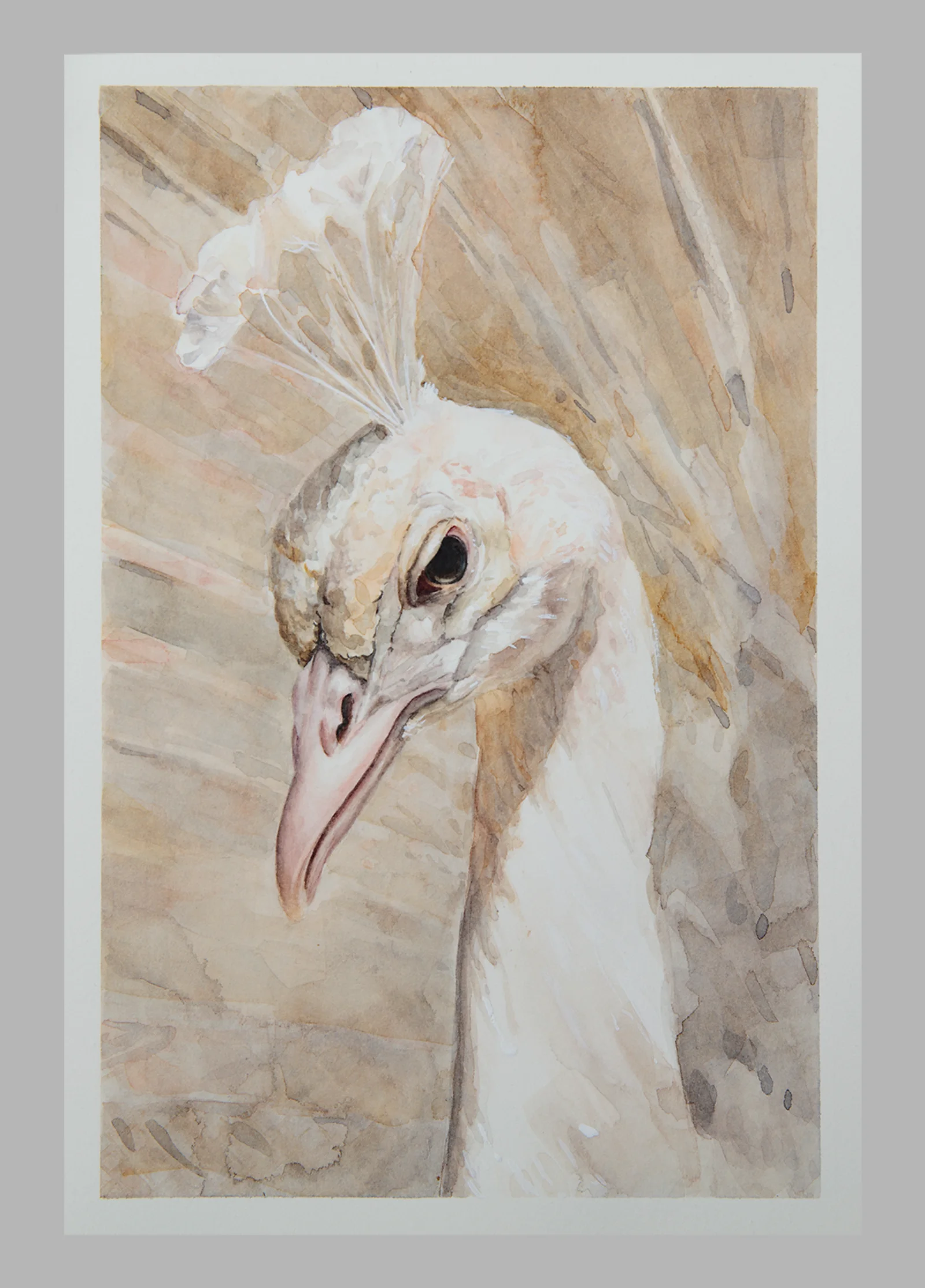 White peacock portrait, watercolor by Snailien